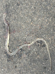 Psammophis subtaeniatus