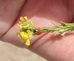 Hippodamia variegata