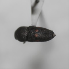 Paratyndaris olneyae
