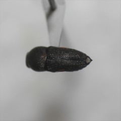 Paratyndaris tucsoni