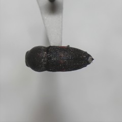 Paratyndaris tucsoni