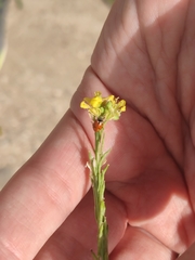 Hippodamia variegata