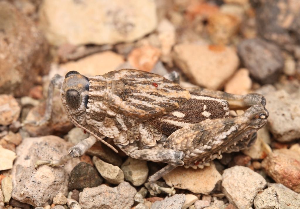 Robust Toad Lubber
