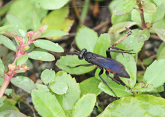 Anoplius americanus