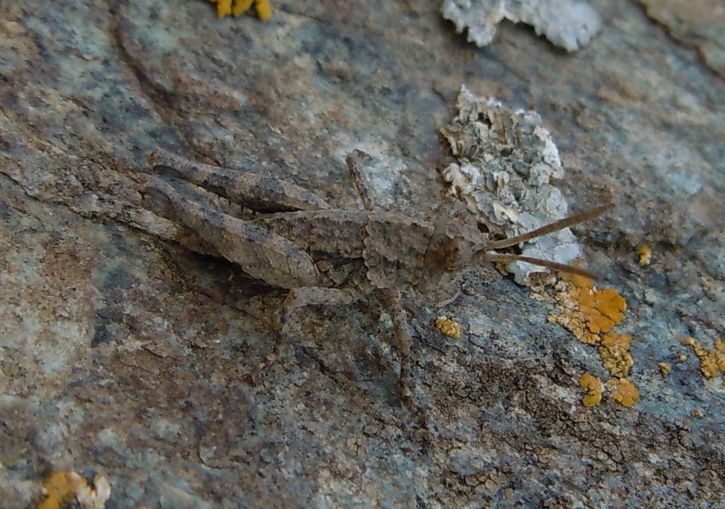 Cumainocloidus