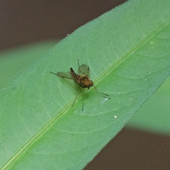 Chrysopilus fasciatus