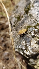 Odontotarsus