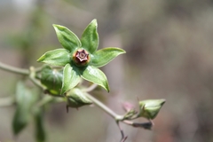 Gonolobus uniflorus