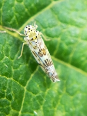 Eupteryx melissae