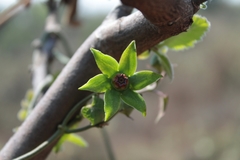 Gonolobus uniflorus