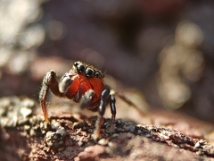 Heliophanus tribulosus