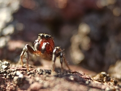 Heliophanus tribulosus