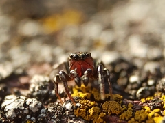 Heliophanus tribulosus