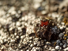 Heliophanus tribulosus