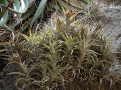 Tillandsia nana
