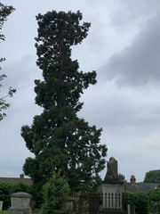 Cupressaceae