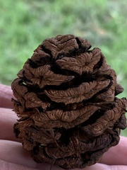 Cupressaceae