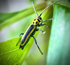 Saperda puncticollis