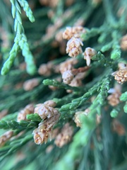 Cupressaceae