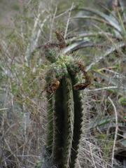 Trichocereus cuzcoensis