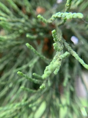 Cupressaceae
