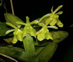Epidendrum latilabre