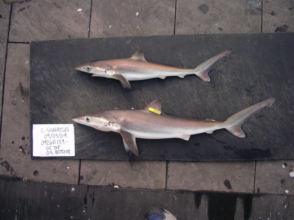 Night Shark