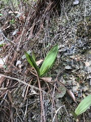 Bletia macristhmochila