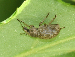 Anametis granulata