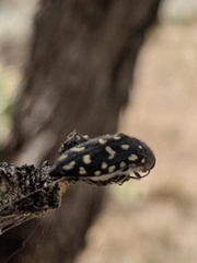 Acmaeodera delumbis