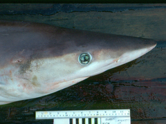 Night Shark photo 3