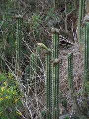 Trichocereus cuzcoensis