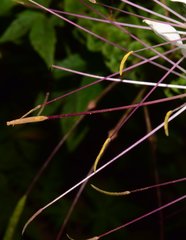 Cleome spinosa