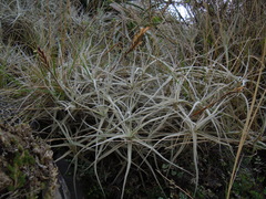 Tillandsia paleacea
