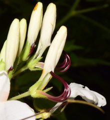 Cleome spinosa