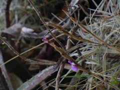 Tillandsia paleacea