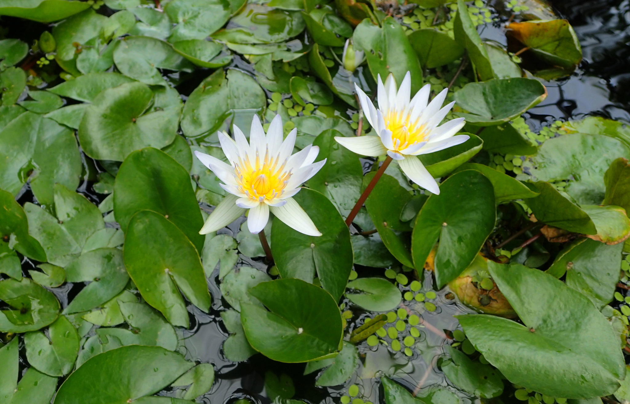 Nymphaea X daubenyana