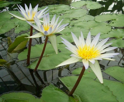 Nymphaea × daubenyana