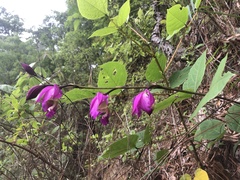 Bletia macristhmochila