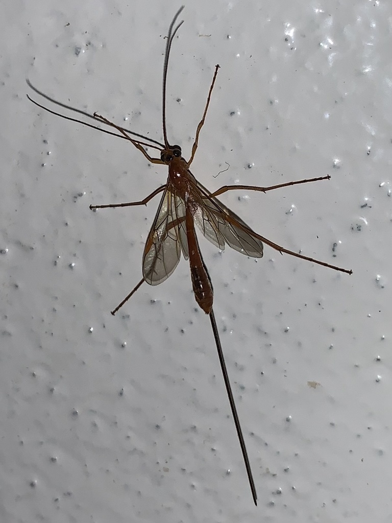 Amicrocentrinae