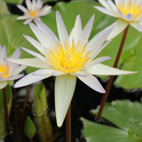 Nymphaea × daubenyana