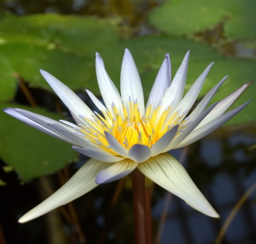Nymphaea × daubenyana