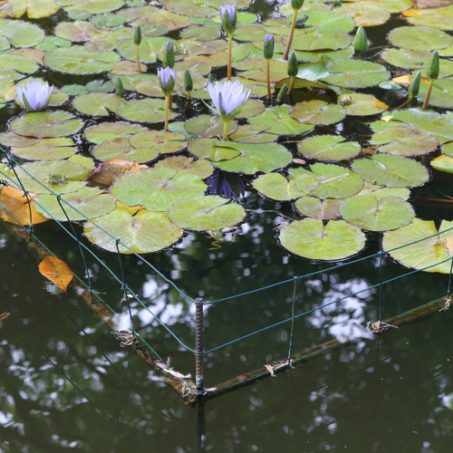 Nymphaea × daubenyana