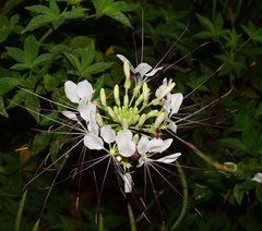 Cleome spinosa