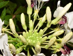 Cleome spinosa