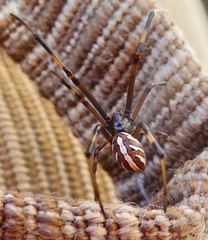 Latrodectus hesperus