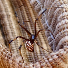 Latrodectus hesperus