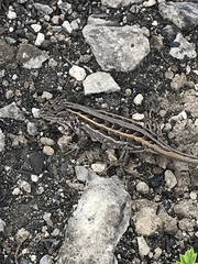 Sceloporus samcolemani