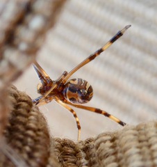 Latrodectus hesperus
