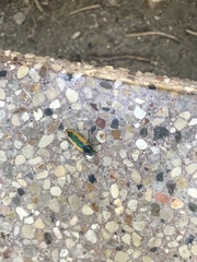 Buprestis viridisuturalis